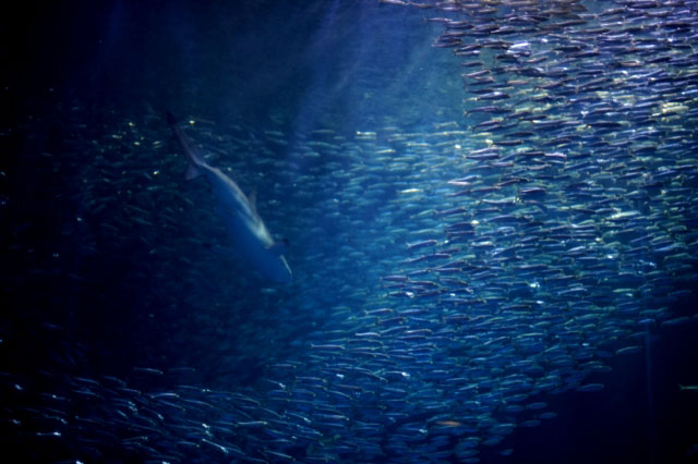 （※現在、名古屋港水族館ではマグロは展示しておりません）