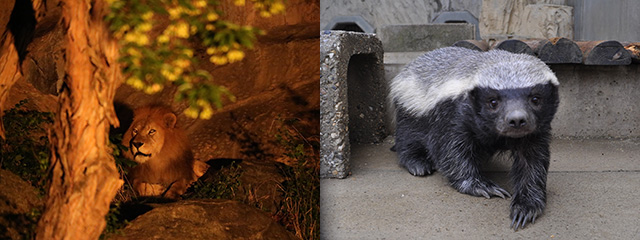 ◆ライオン、ラーテル（ラーテルが見られるのは国内では東山動植物園のみ！）写真提供：東山動植物園