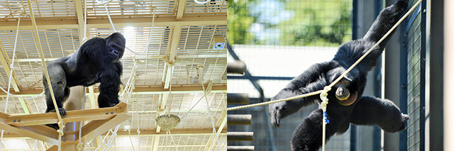 ◆ローランドゴリラのシャバーニ（新施設内撮影）、フクロテナガザル　写真提供：東山動植物園
