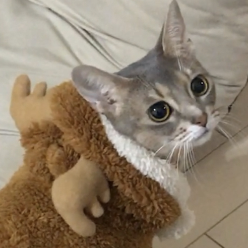 ほっけ様