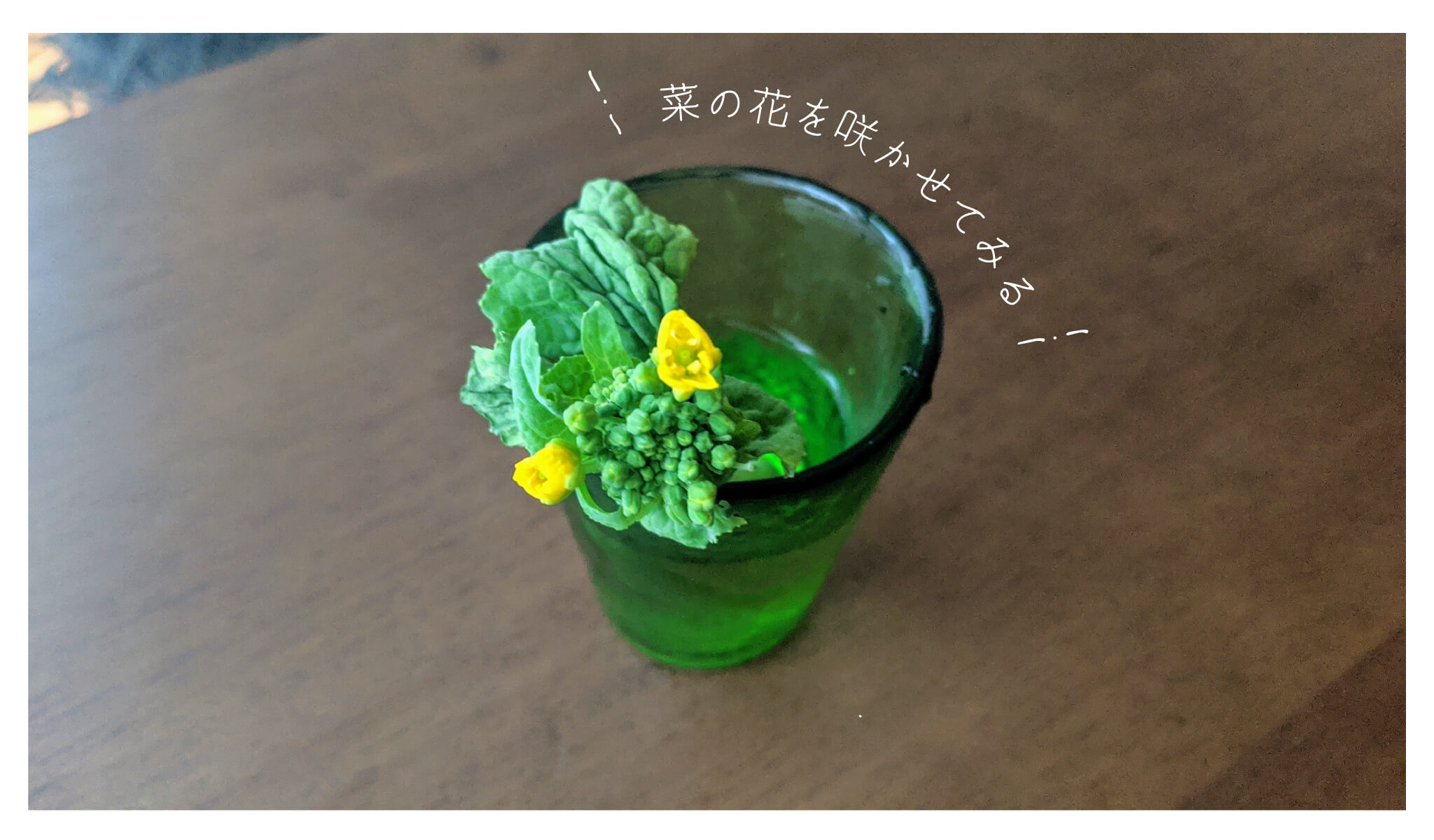 菜の花を咲かせてみる