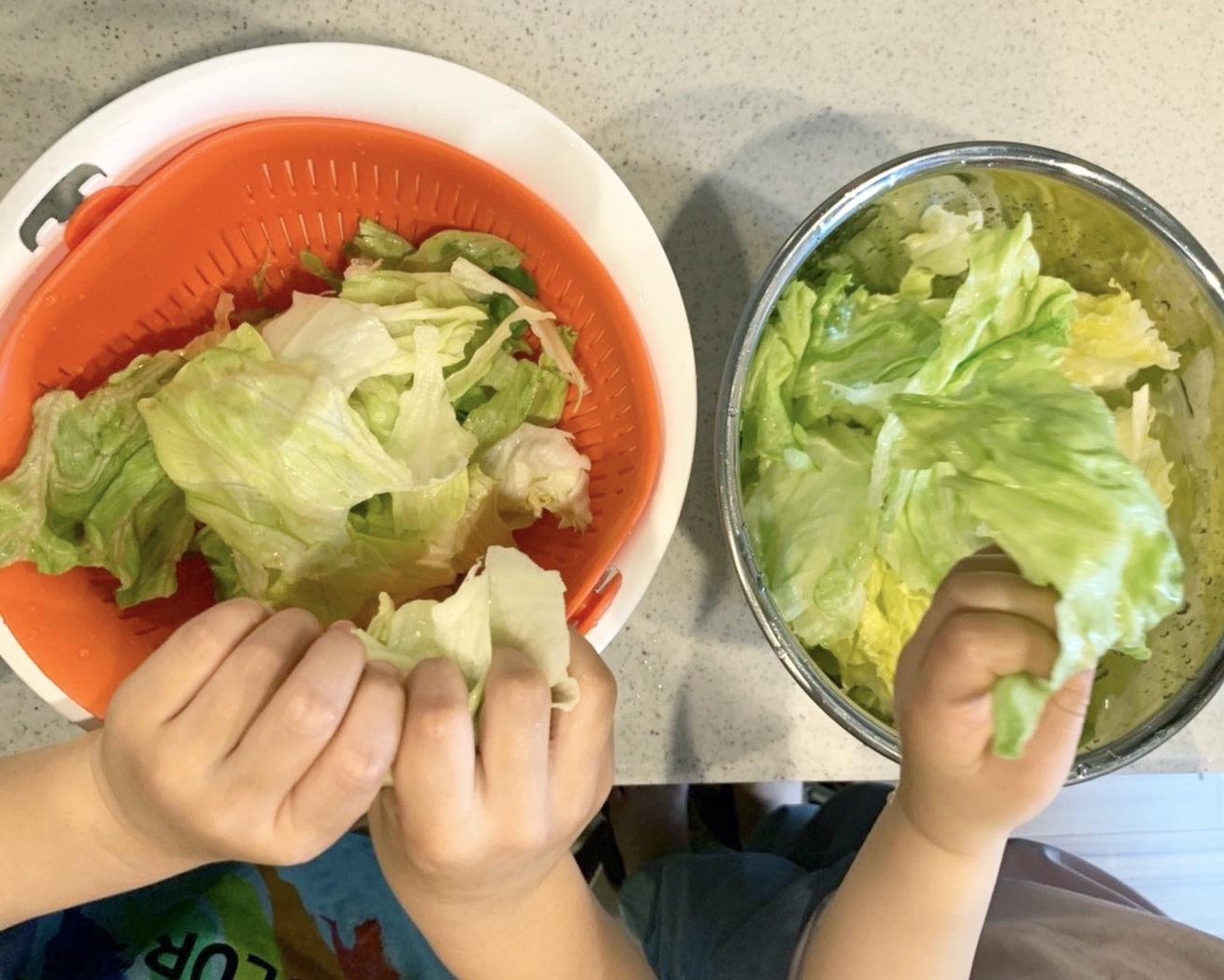 レタスをちぎる子どもたち